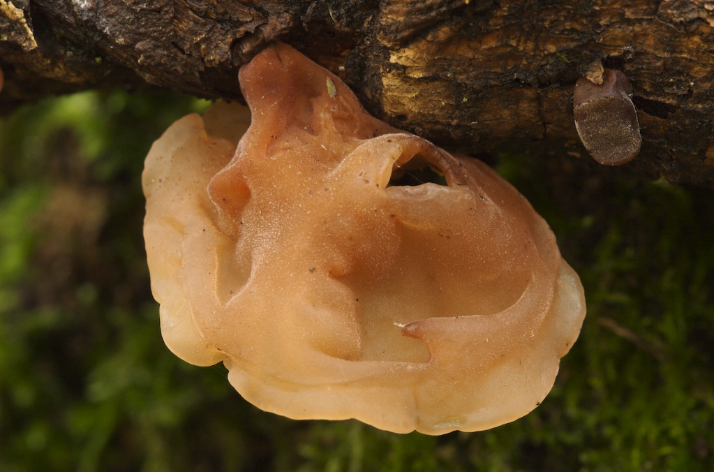 Auricularia